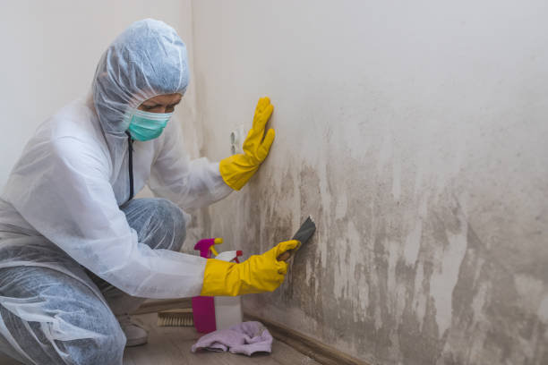 Best White Mold Remediation in Lockney, TX