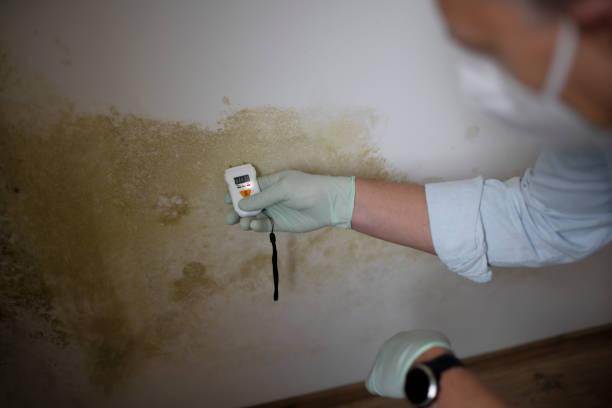 Best Localized Mold Remediation (e.g., coastal areas, humid climates) in Lockney, TX