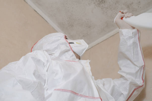 Best Post-Flood Mold Remediation in Lockney, TX
