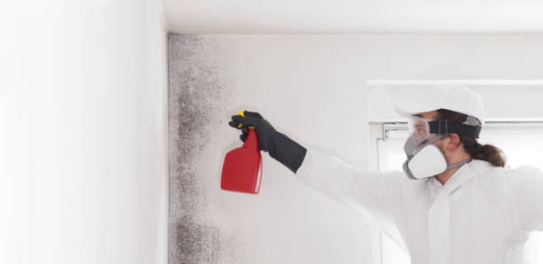 Best Black Mold Remediation in Lockney, TX