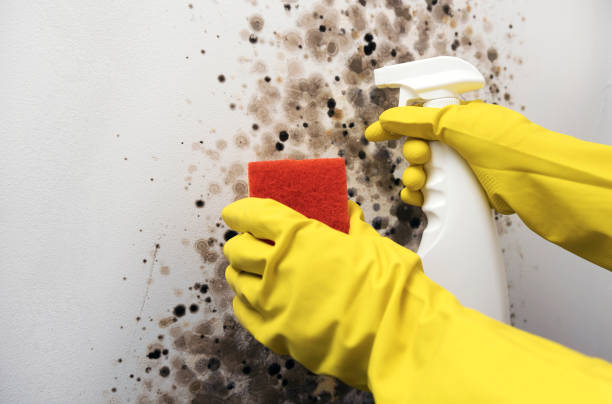 Best Kitchen Mold Remediation in Lockney, TX