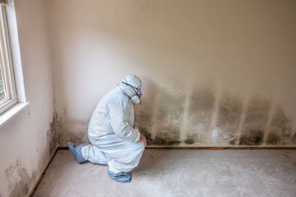 Best Crawl Space Mold Remediation in Lockney, TX