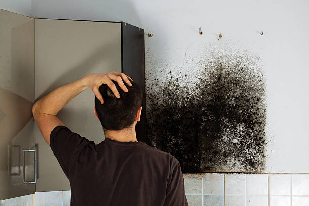 Best Attic Mold Remediation in Lockney, TX