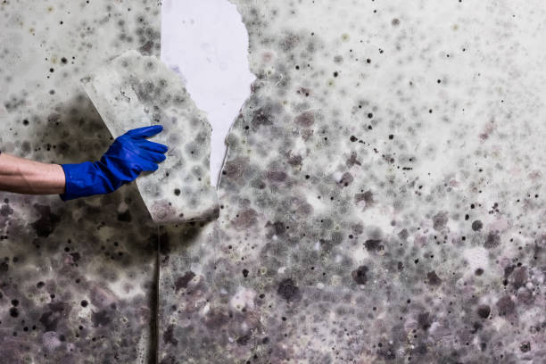 Best Basement Mold Remediation in Lockney, TX