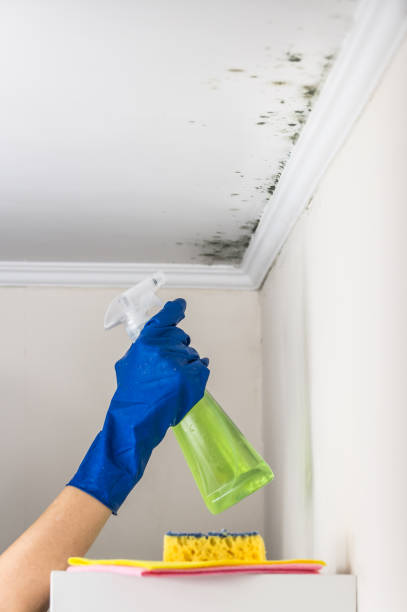 Best Bathroom Mold Remediation in Lockney, TX