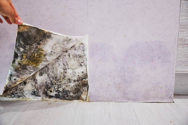 Best Mold Remediation for Schools in Lockney, TX